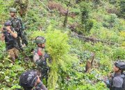 Jenderal Lucky Avianto Turun Gunung Hancurkan Ladang Ganja di Pedalaman Rimba, Paska ‘Dilegalkan’ OPM Papua