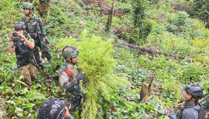 Jenderal Lucky Avianto Turun Gunung Hancurkan Ladang Ganja di Pedalaman Rimba, Paska ‘Dilegalkan’ OPM Papua