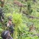 Jenderal Lucky Avianto Turun Gunung Hancurkan Ladang Ganja di Pedalaman Rimba, Paska ‘Dilegalkan’ OPM Papua